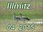 Illmitz2015