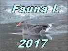Fauna 1 2017