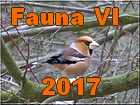 fauna 6 2017