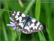 motyl