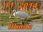 Illmitz