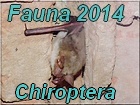 Netopiere