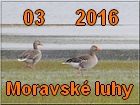 Morav. luhy