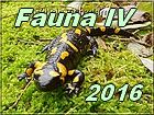 fauna 4