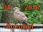 sokoliari
