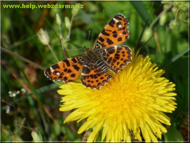 motyl