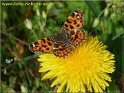 motyl