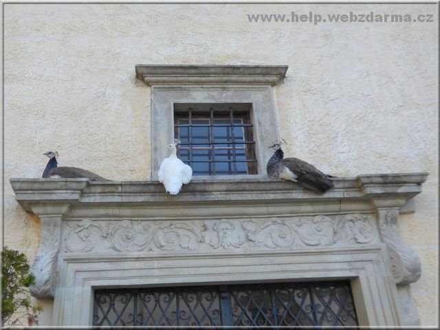 pavice