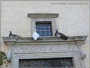 pavice