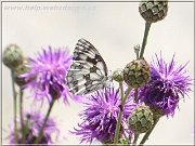 motyl