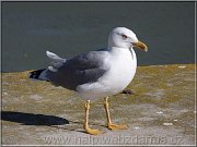 cajka