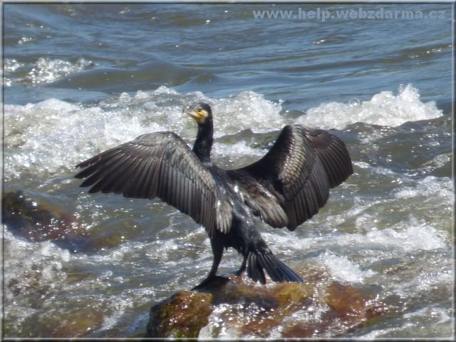 kormoran