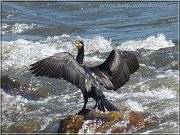 kormoran