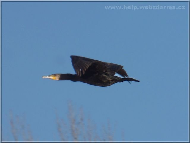 kormoran