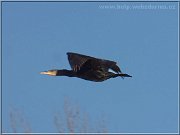 kormoran