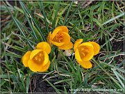 crocus