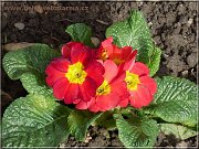 primula