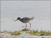 kaluziak