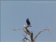 kormoran