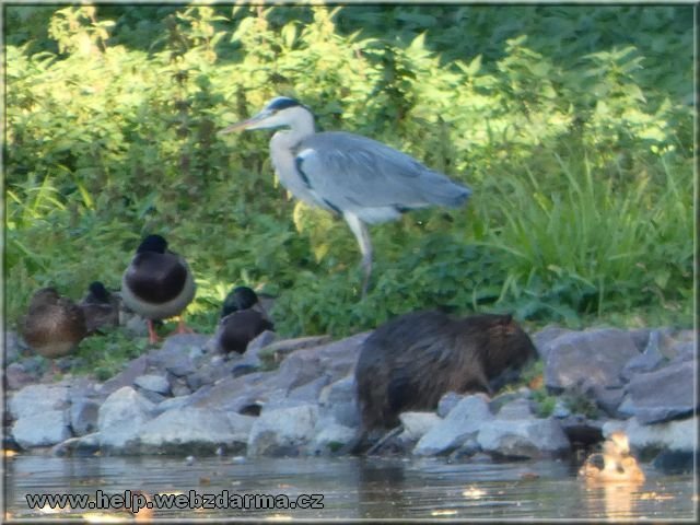 nutria