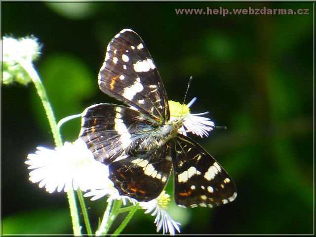 motyl