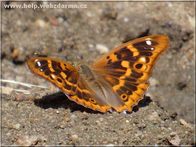 motyl