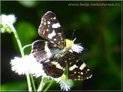 motyl