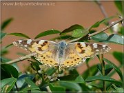 motyl