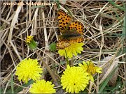 motyl