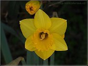 narcis
