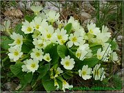 primula