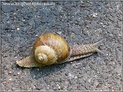 slimak