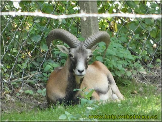 muflon