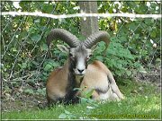 muflon