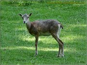 muflonca