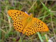 motyl