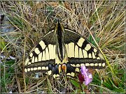 motyl