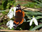 motyl