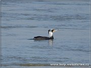 kormoran
