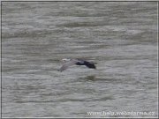 kormoran