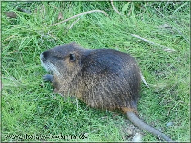 nutria