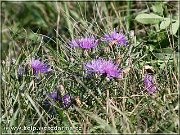 nevadzovec