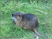 nutria