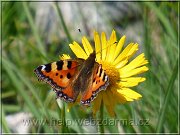 motyl