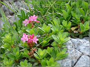 rododendron