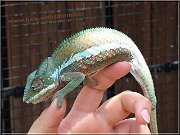 chameleon