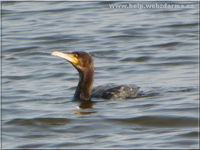 kormoran