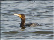 kormoran