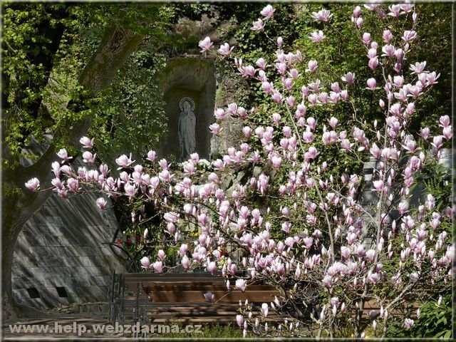 magnolie