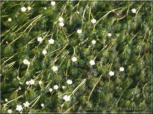 flora